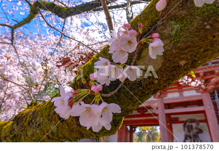【京都風景】醍醐寺　豊臣の栄華を極めた花見桜 101378570