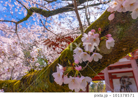【京都風景】醍醐寺　豊臣の栄華を極めた花見桜 101378571