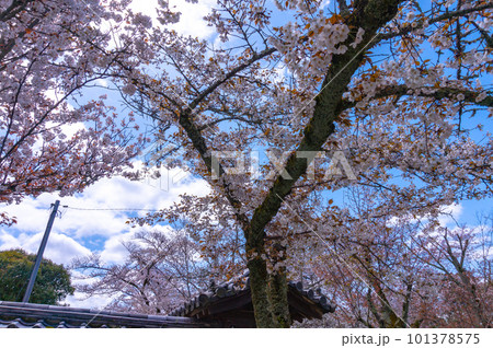 【京都風景】醍醐寺 豊臣の栄華を極めた花見桜 【京都風景】醍醐寺 豊臣の栄華を極めた花見桜 101378575