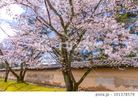 【京都風景】醍醐寺　豊臣の栄華を極めた花見桜 101378579
