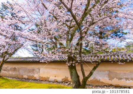 【京都風景】醍醐寺　豊臣の栄華を極めた花見桜 101378581