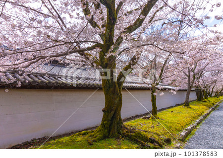 【京都風景】醍醐寺　豊臣の栄華を極めた花見桜 101378583
