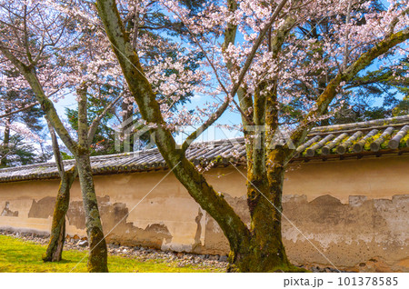 【京都風景】醍醐寺　豊臣の栄華を極めた花見桜 101378585