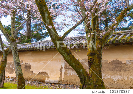 【京都風景】醍醐寺　豊臣の栄華を極めた花見桜 101378587