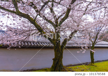 【京都風景】醍醐寺　豊臣の栄華を極めた花見桜 101378588