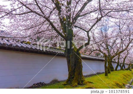【京都風景】醍醐寺　豊臣の栄華を極めた花見桜 101378591