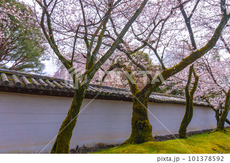 【京都風景】醍醐寺　豊臣の栄華を極めた花見桜 101378592