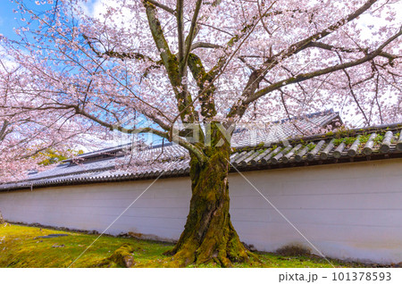 【京都風景】醍醐寺　豊臣の栄華を極めた花見桜 101378593