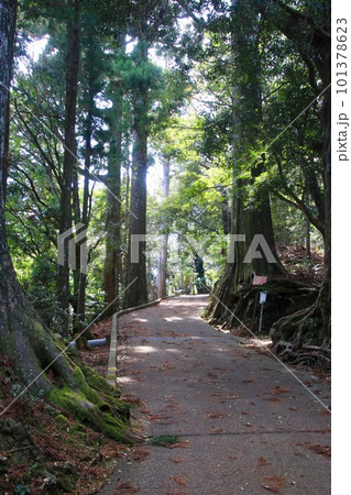 木漏れ日が差し込む参道・太龍寺・第21番札所（徳島県・四国遍路） 101378623