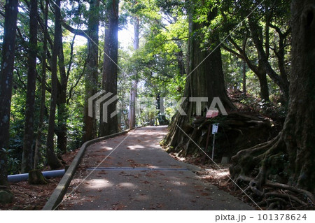 木漏れ日が差し込む参道・太龍寺・第21番札所（徳島県・四国遍路） 101378624