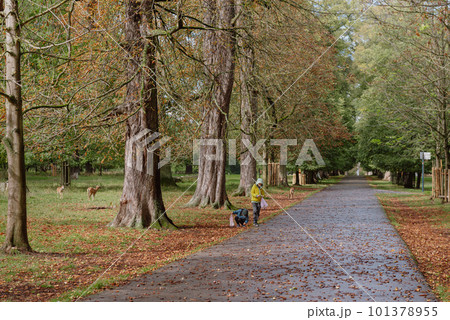 Calm Fall Season. Beautiful Landscape With Road In Autumn Forest. Maples And Birch Trees With Green, Yellow And Orange Leaves And Footpath In The Woodland In Sunny Day 101378955