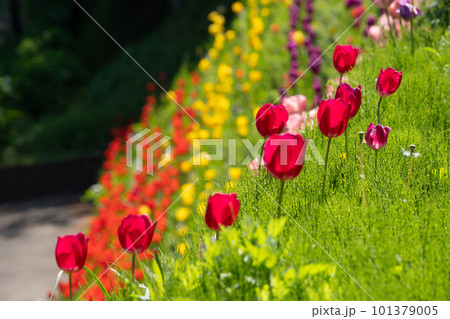 くりはま花の国のチューリップ くりはま花の国のチューリップ 101379005