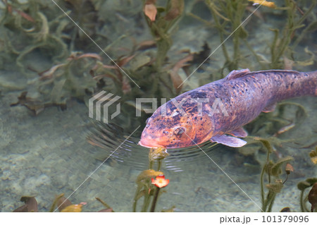 岐阜県関市　モネの池　根道神社 鯉 101379096