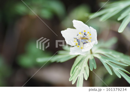 セツブンソウの花のアップ セツブンソウの花のアップ 101379234