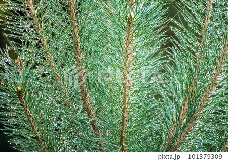Background of green pine branches with water drops after rain Background of green pine branches with water drops after rain 101379309