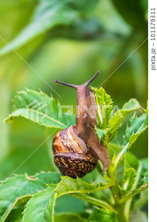 Copse snail, Arianta arbustorum, igliding on the plant in the garden. Macro, close-up. Copse snail, Arianta arbustorum, igliding on the plant in the garden. Macro, close-up. 101379311
