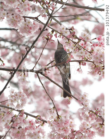 満開の桜とヒヨドリ 満開の桜とヒヨドリ 101379492
