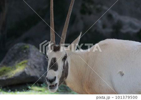 アラビアオリックス 101379500