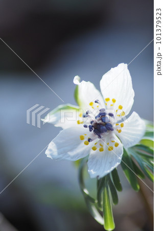 セツブンソウの花のアップ セツブンソウの花のアップ 101379523