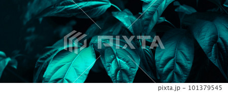 Tropical leaf forest glow in the dark background with copy space. High contrast concept 101379545