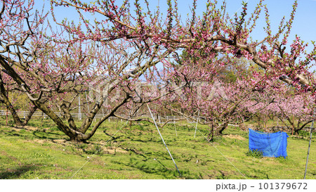 青空に映える桃源郷 101379672