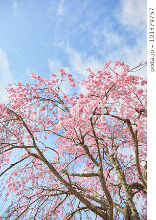 青空／ヤエザクラ／桜 101379757