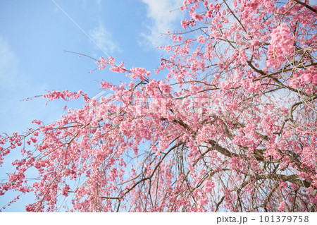 青空とヤエザクラ／桜 101379758