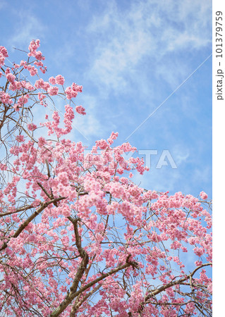 晴れた空と満開の桜 晴れた空と満開の桜 101379759