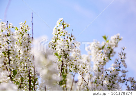 青空に映えるユキヤナギ 101379874