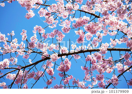 青空に映える満開の桜 青空に映える満開の桜 101379909