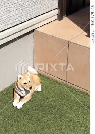 仔犬の柴犬の置物 仔犬の柴犬の置物 101379919