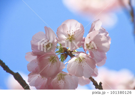 太龍寺の桜・第21番札所（徳島県・四国遍路） 101380126