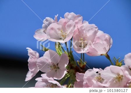 太龍寺の桜・第21番札所(徳島県・四国遍路) 太龍寺の桜・第21番札所(徳島県・四国遍路) 101380127