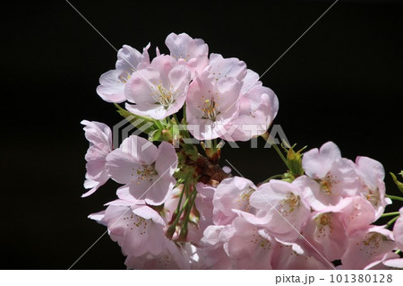 太龍寺の桜・第21番札所（徳島県・四国遍路） 101380128