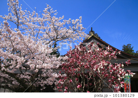 太龍寺の桜・第21番札所（徳島県・四国遍路） 101380129