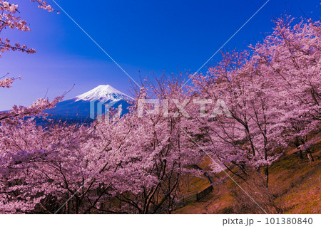 富士山と桜並木 101380840