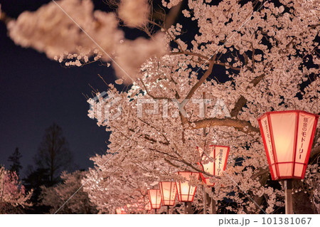 高田公園　上越　桜　ライトアップ 101381067