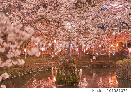 高田公園　上越　桜　ライトアップ 101381072