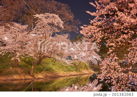 高田公園　上越　桜　ライトアップ 101381083