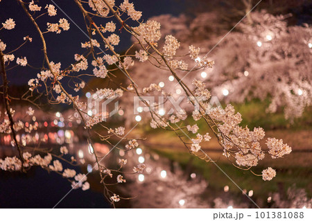 高田公園 上越 桜 ライトアップ 高田公園 上越 桜 ライトアップ 101381088