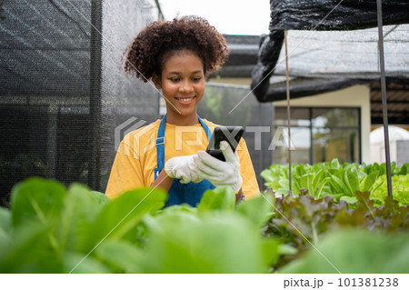 Portrait of happy half-Thai half African woman farmer standing behind a vegetable plot and using smartphone for check order. Concept of agriculture organic for health, Vegan food and Small business. Portrait of happy half-Thai half African woman farmer standing behind a vegetable plot and using smartphone for check order. Concept of agriculture organic for health, Vegan food and Small business. 101381238