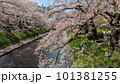 川沿いに咲く桃色の桜 101381255