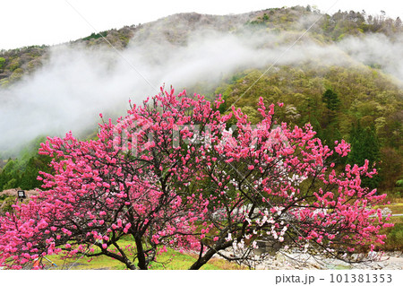 雲流れる花桃の里 101381353