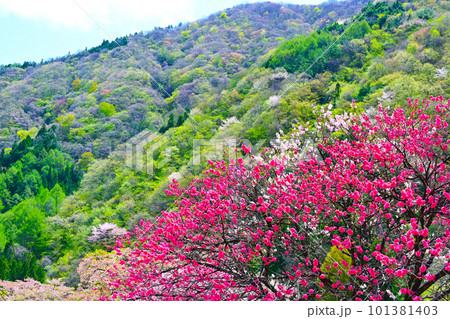 里山に咲く花桃 里山に咲く花桃 101381403
