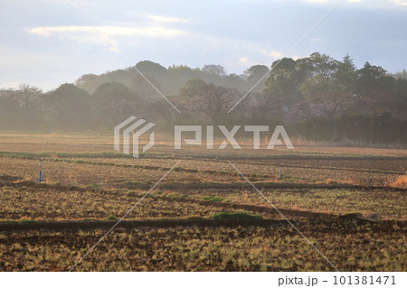 早朝の田園風景　イメージ 101381471