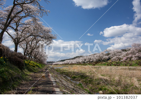 桜満開の夏井川千本桜 101382037