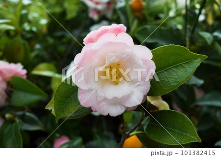 淡いピンクの可愛いツバキの花を正面から見た構図 淡いピンクの可愛いツバキの花を正面から見た構図 101382415