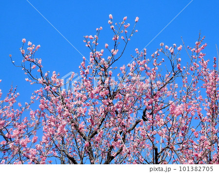 梅 梅の花 雛曇 ひなぐもり 一重咲きのピンク色の花 梅 梅の花 雛曇 ひなぐもり 一重咲きのピンク色の花 101382705