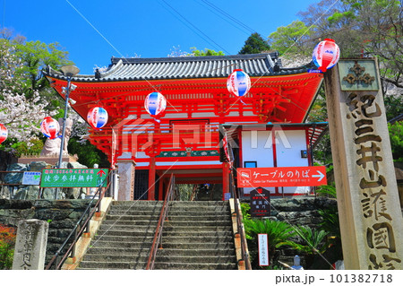 【和歌山県】満開の桜と紀三井寺(楼門) 【和歌山県】満開の桜と紀三井寺(楼門) 101382718