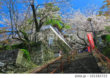 【和歌山県】満開の桜と紀三井寺（結縁坂） 101382723